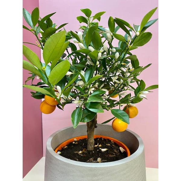 Wekiva Foliage Calamondin Orange Tree-Calamansi-3 Live Plants in 1 Gallon Pots-Cannot Ship Out of Florida-Fruit Tree
