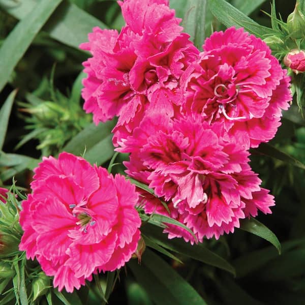 Unbranded 0.4 Qt. Sherbet Pink Dianthus Plant