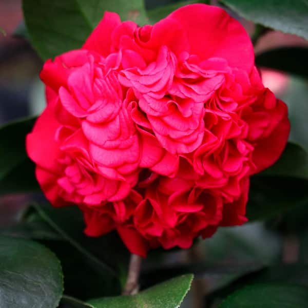 3 gal. Kramer's Supreme Japonica Camellia, Evergreen Shrub, with Red Blossoms, (2-Pack)