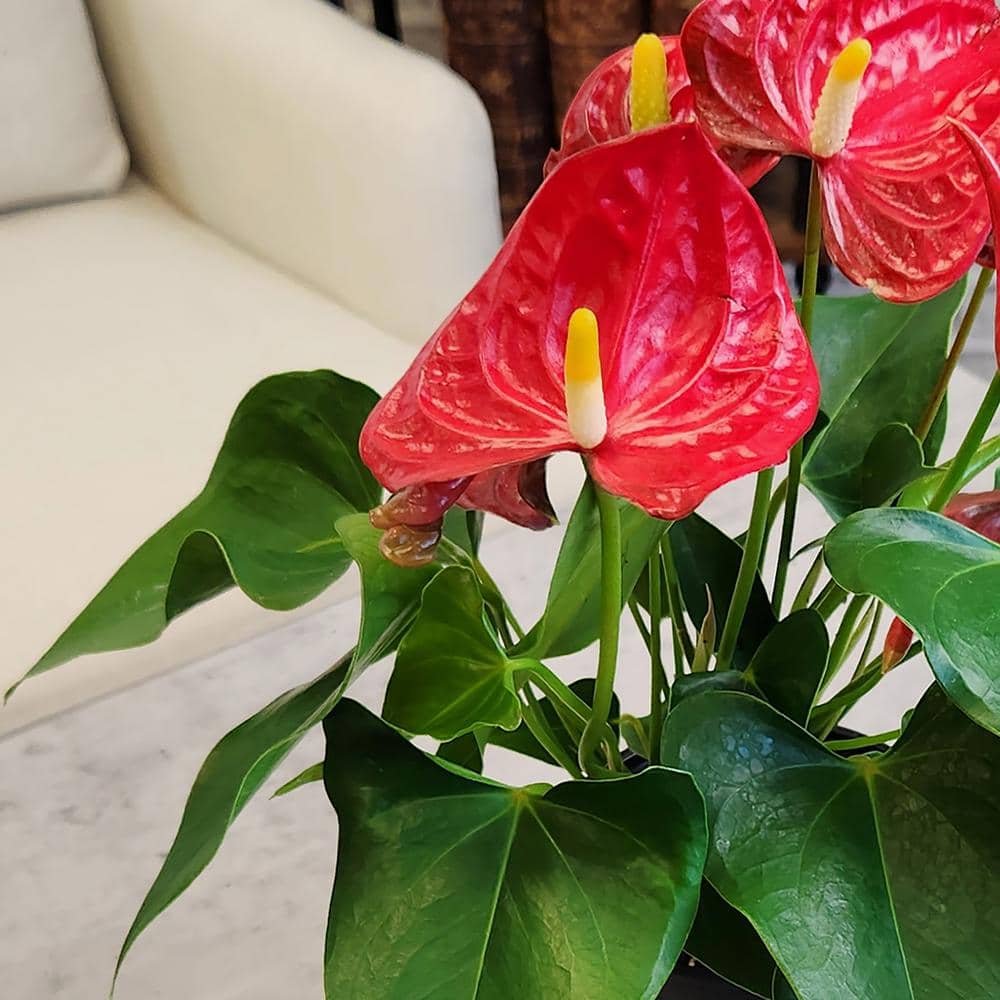 Large Red Anthurium in Black Grower Pot