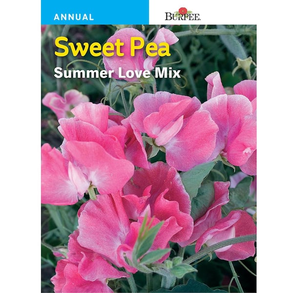 Burpee Sweet Pea Summer Love Mix Seed