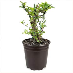 2 Gal. White Climbing Hydrangea (Petiolaris) Live Flowering Shrub with Fragrant White Flowers
