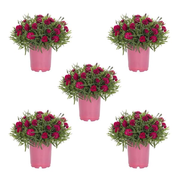METROLINA GREENHOUSES 1.5 Pt. Dianthus Early Love Perennial Plant (5-Pack)