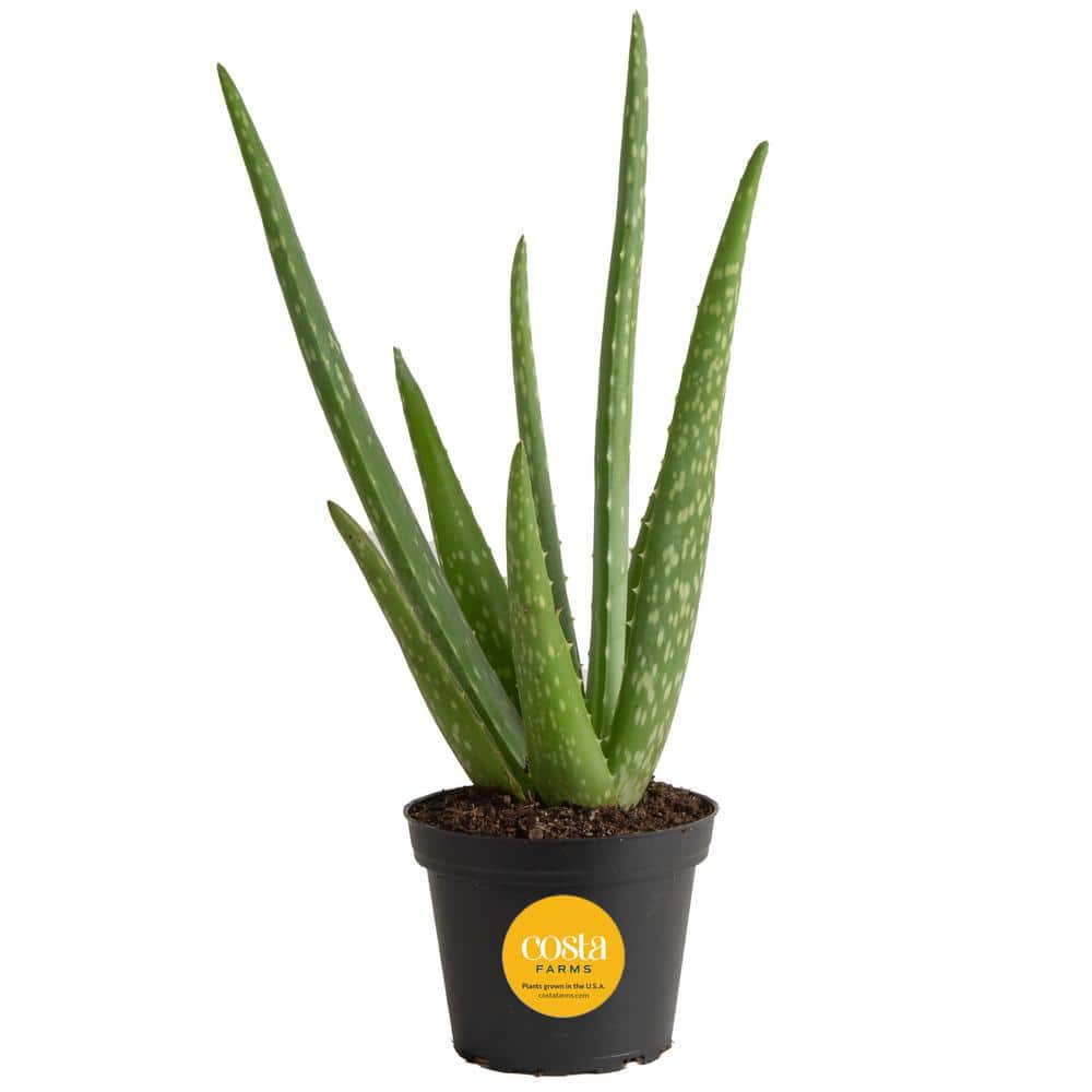 Green Aloe Vera Succulent in Black Grower Pot