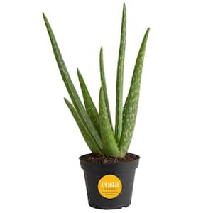 Aloe Vera Indoor Plant in 4 in. Grower Pot, Avg. Shipping Height 10 in. Tall