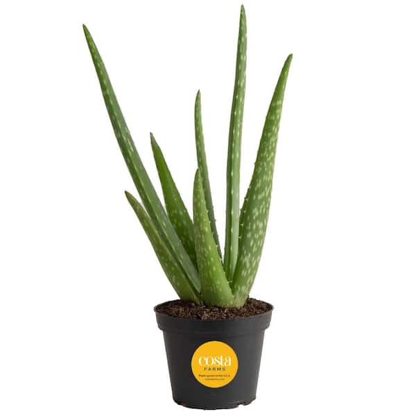 Costa Farms Aloe Vera Indoor Plant in 4 in. Grower Pot, Avg. Shipping Height 10 in. Tall