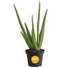 Costa Farms Aloe Vera Indoor Plant in 4in Pot - 10in Tall Succulent