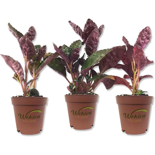 Wekiva Foliage Purple Waffle Plant-3 Live Starter Plants in 2 in. Pots-Hemigraphis Alternata-Rare and Elegant Indoor Houseplant