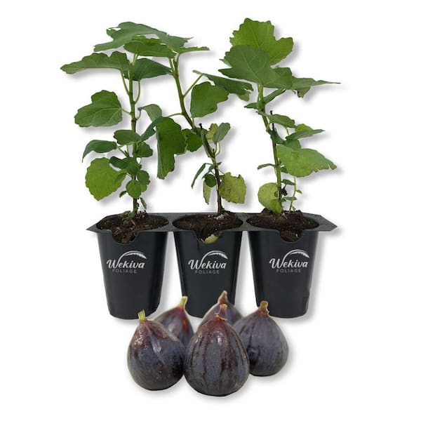 Beer's Black Fig Tree-3 Live Tissue Culture Starter Plants-Ficus Carica-Edible Fruit Tree for the Patio and Garden