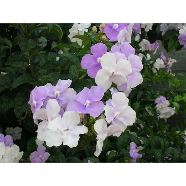 Yesterday Today And Tomorrow Plant