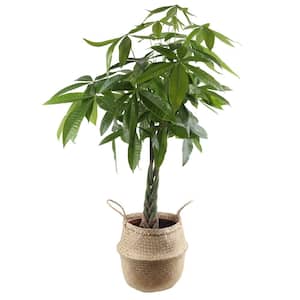 Pachira Money Tree Indoor Plant in 10 in. Natural Décor Planter, Avg. Shipping Height 3-4 ft. Tall
