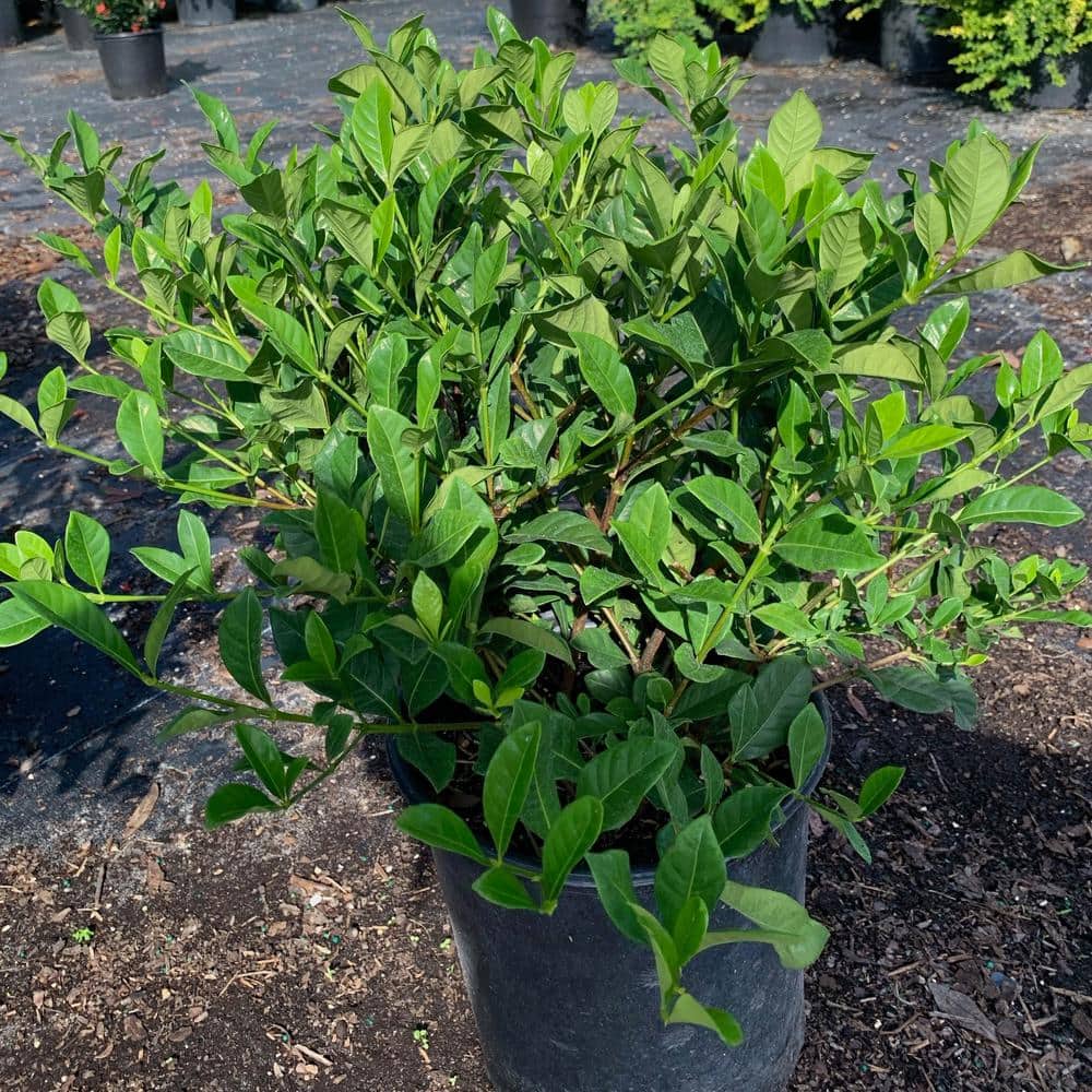 3 Gal. Veitchii Gardenia Flowering Shrub with White Blooms