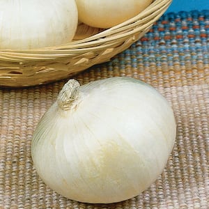 19 oz. Texas Sweet White Onion Plant