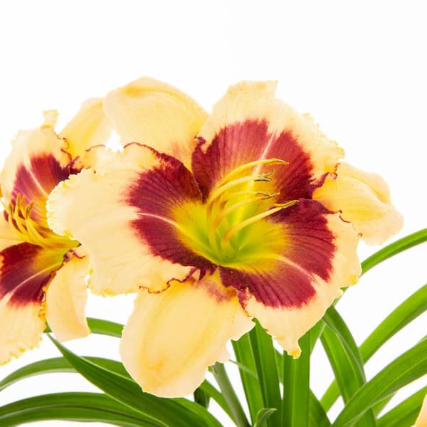 Vigoro 2 QT Hemerocallis Daylily 'Blackthorne' Yellow Perennial