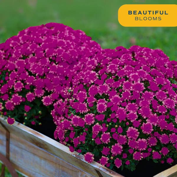 Purple Ready to Bloom Fall Chrysanthemum Outdoor Plant in 3 qt. Decor Pot, Avg. Shipping Height 1-2 ft. Tall (2-Pack)