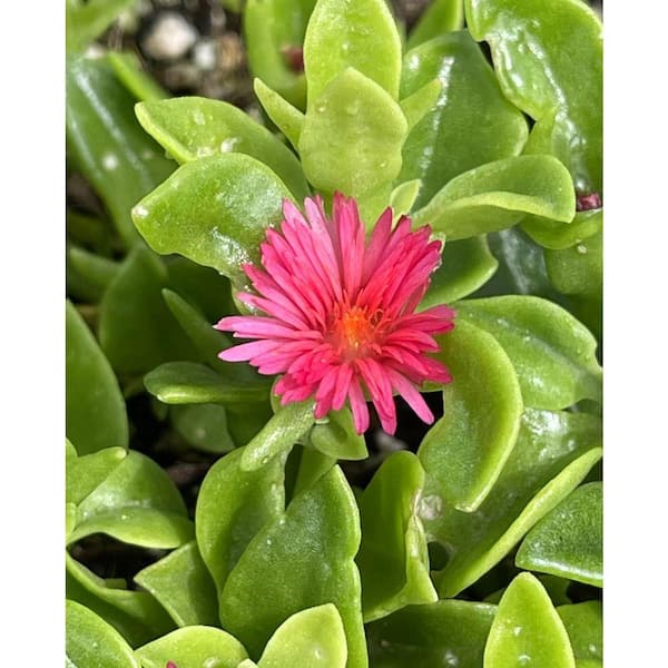 Aptenia Cordifolia with Red Flowers, Indoor Outdoor Pet-Safe Drought and  Rabbit Resistance Succulent Plants (1-Pack) aa-561 - The Home Depot