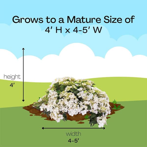 PROVEN WINNERS 2 Gal. Fairytrail White Hydrangea Shrub Plant in