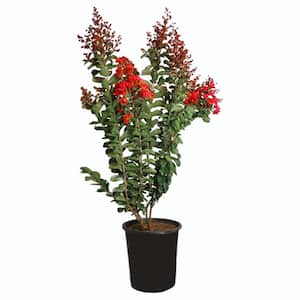 #5 Container Dynamite Red Crape Myrtle Deciduous Tree