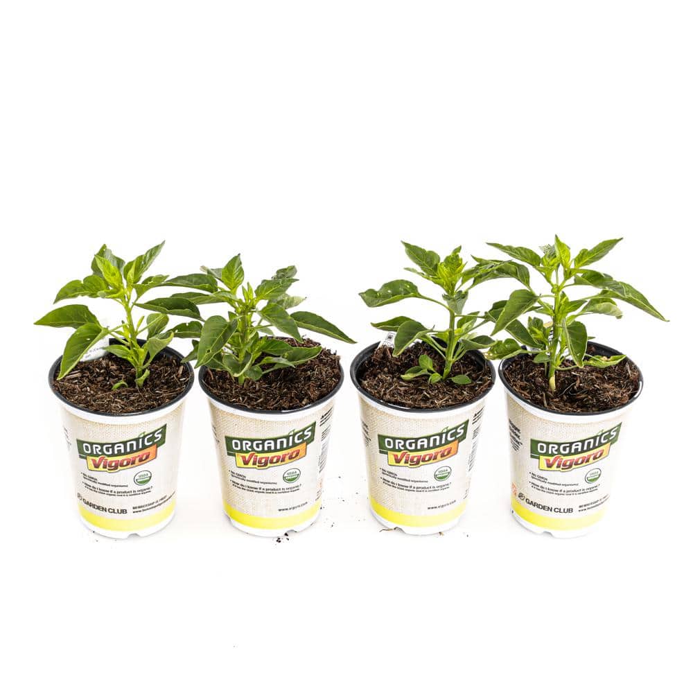 1.71-Pint Organic Serrano Pepper Plants (4-Pack)