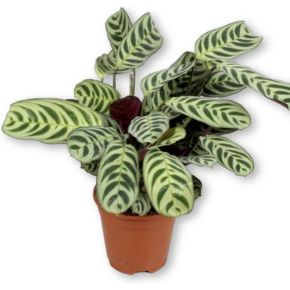 Large Calathea Ctenanthe Pilosa in Brown Plastic Grower Pot