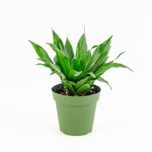 4 in. Janet Craig Compacta Dracaena Plant in Black pot (4-Piece)