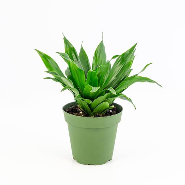 national PLANT NETWORK 4 in. Janet Craig Compacta Dracaena Plant in Black pot (4-Piece)