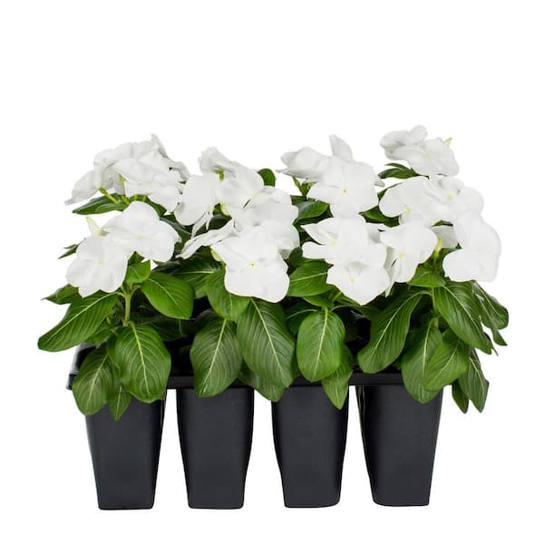 METROLINA GREENHOUSES Vinca Annual Plant (12-Pack) 8430 - The Home