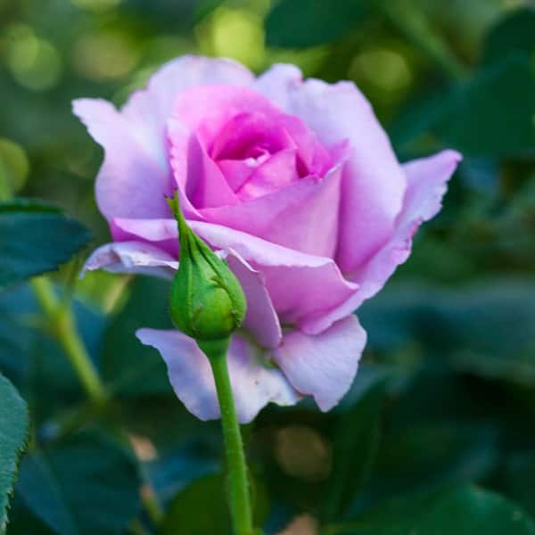3 gal. Pot, Violet's Pride Grandiflora Rose Bush, Live Potted Deciduous Flowering Plant (1-Pack)