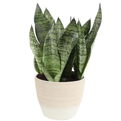 Grower's Choice Snake Plant (Sansevieria) in 6 in. Decor Pot