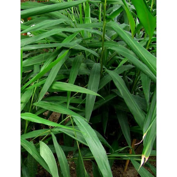 Wekiva Foliage Grains of Paradise-Live Starter Plant in a 2 Inch Growers  Pot-Aframomum Melegueta-Edible Garden Spices Herbs GraOfPara2x1 - The Home  Depot