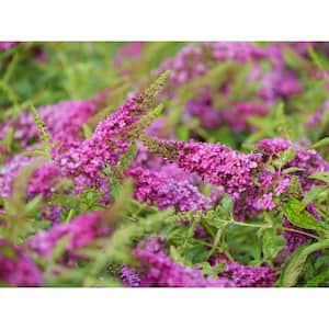 1 Gal. Lo and Behold 'Ruby Chip' Butterfly Bush (Buddleia) Live Shrub, Red Flowers