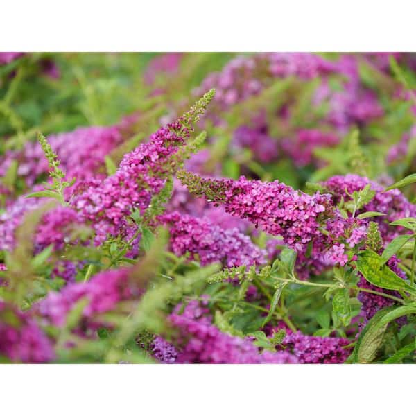 PROVEN WINNERS 4.5 in. Qt. Lo and Behold 'Ruby Chip' Butterfly Bush (Buddleia) Live Shrub, Red Flowers