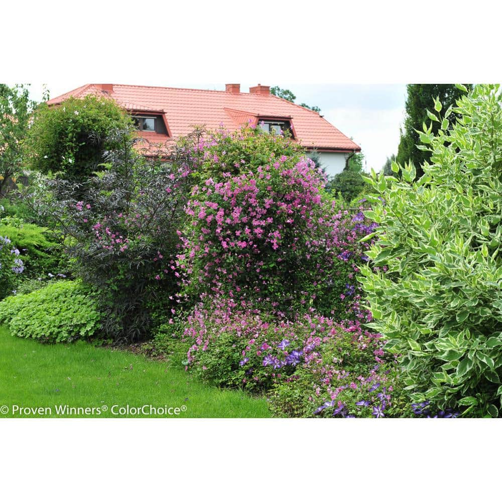 Pink Mink Clematis Trailing Flowering Shrub, 4.5 in. Quart