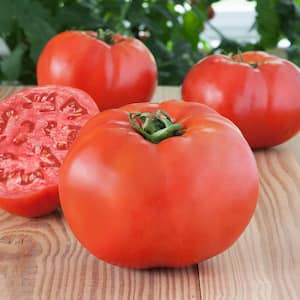 19 oz. Debut Hybrid Tomato Plant