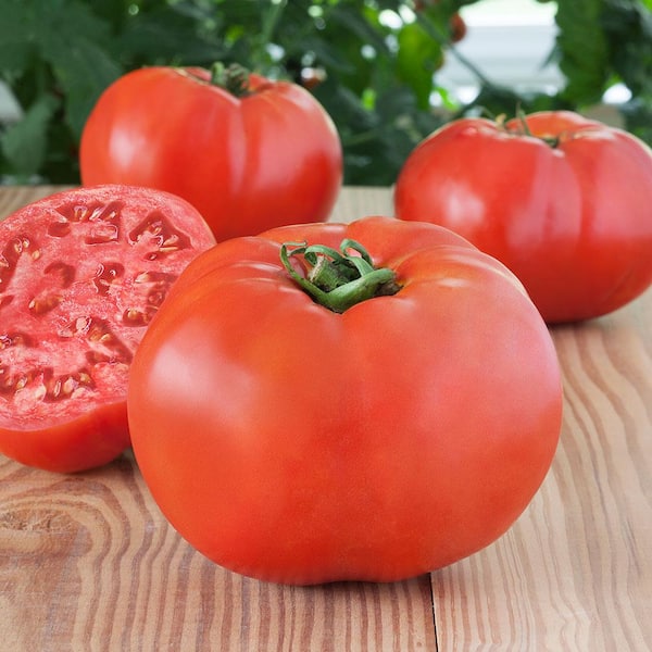 Bonnie Plants 19 oz. Debut Hybrid Tomato Plant