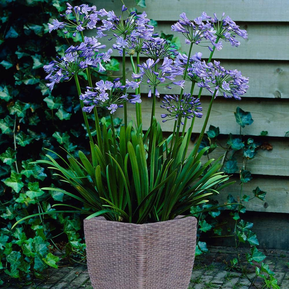 VAN ZYVERDEN Agapanthus Patio Kit With Decorative Ratten Planter, Planting Medium and Root (Set of 1)