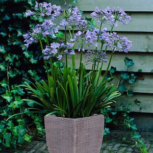 Agapanthus Patio Kit With Decorative Ratten Planter, Planting Medium and Root (Set of 1)