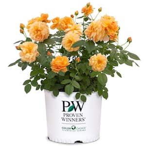 2 Gal. Oso Easy At Last Rose Plant with Sunset-Orange Flowers