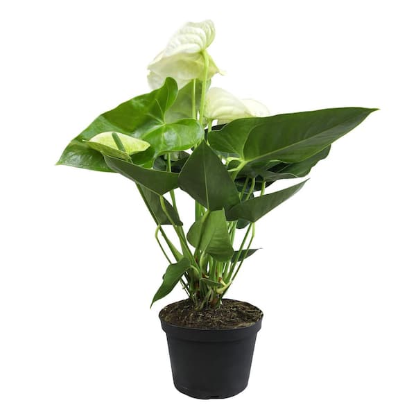 ALTMAN PLANTS White Flamingo Flower Anthurium (Approx 18-21 in