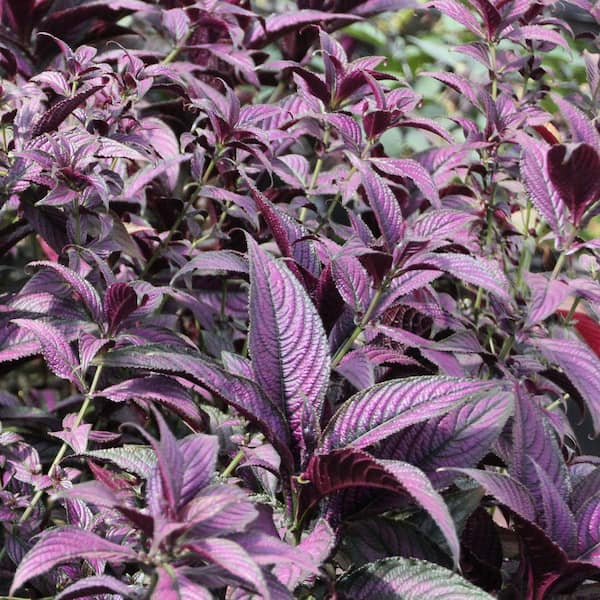 4 in. Persian Shield Purple Bloom Strobilanthes Plant (3-Pack)