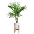 Palm Majesty Plant in 10 in. White Cylinder Pot and Stand