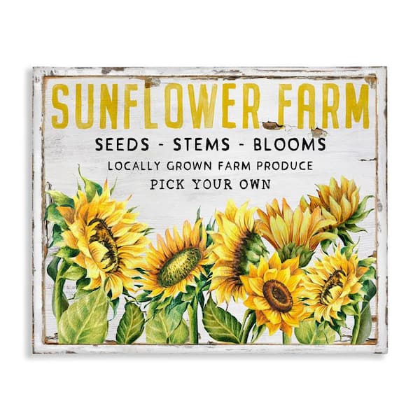 Stupell Industries Antique Sunflower Seeds by Creatif Belle Unframed Nature Graphic Art Print 16 in. x 20 in.