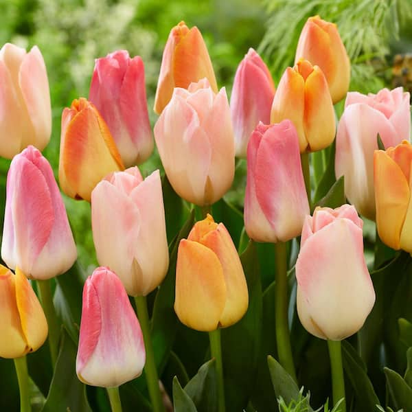 Vigoro 12/+ cm, Easter Joy Mix Triumph Tulip Flower Bulbs (Bag of 50)