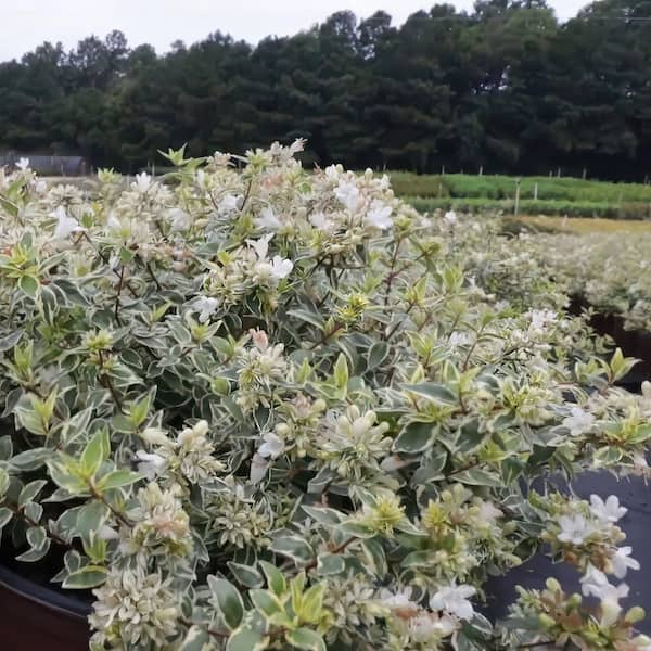national PLANT NETWORK 3 gal. Abelia Radiance Shrub HD2874 - The