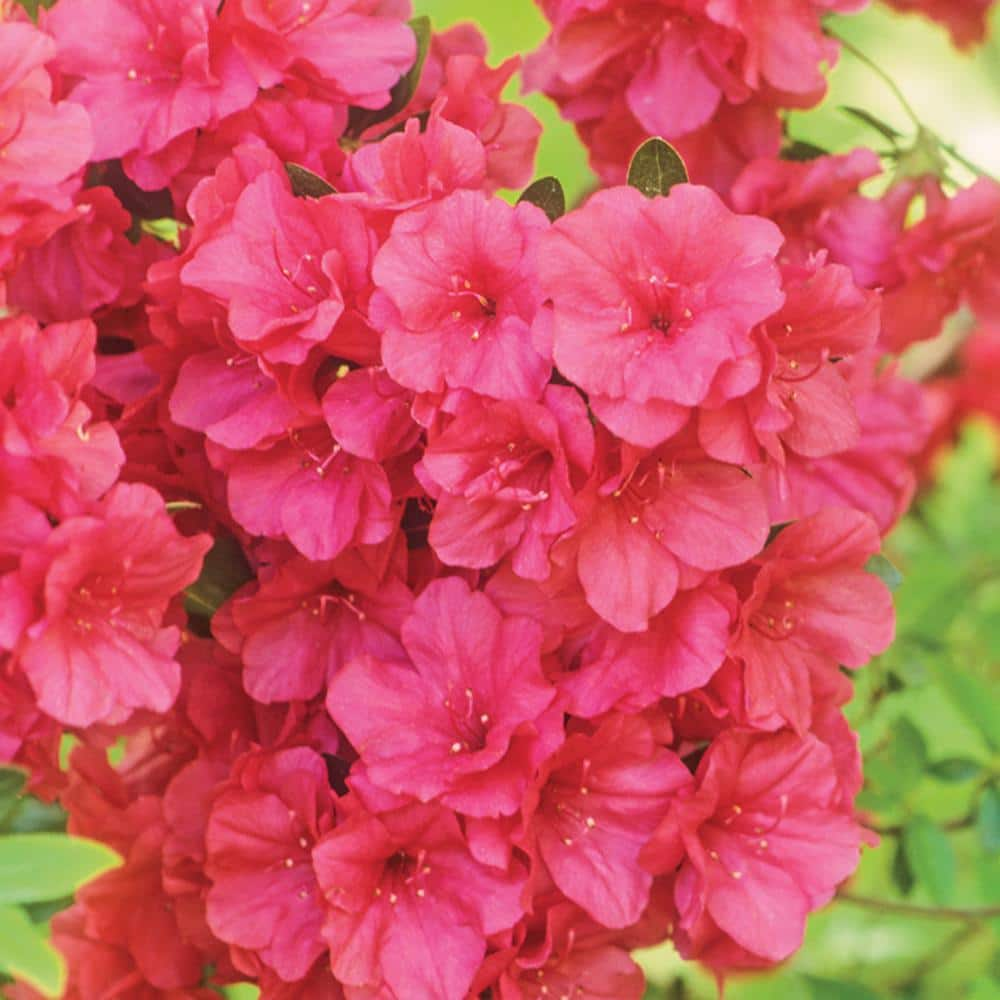 #3 11.5 In. Azalea Shrub With Red Flowers 2500 - The Home Depot