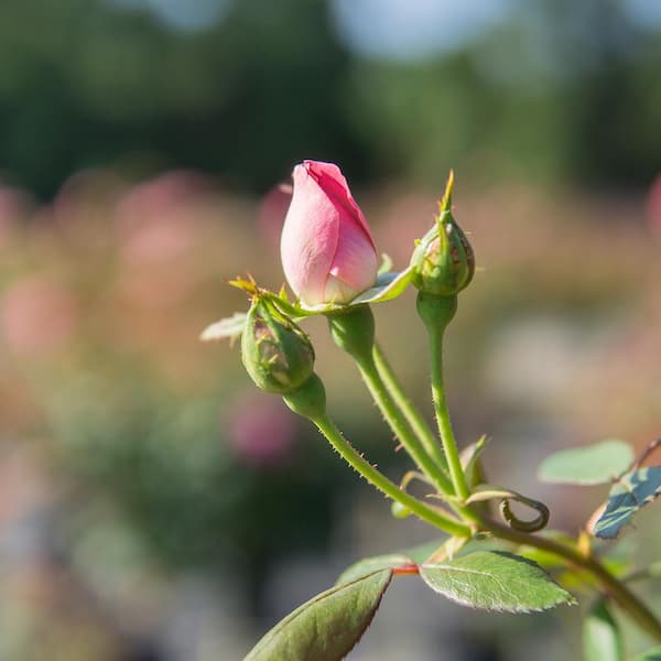 Pink Double Knock Out® — The Knock Out® Family of Roses