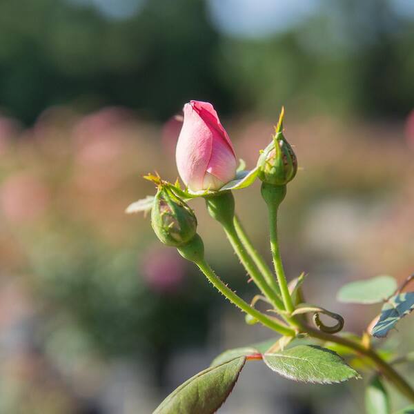 KNOCK OUT 4.5 Ft. Tall Pink Double Knock Out Rose Tree with KNOCK OUT 4.5 Ft. Tall Pink Double Knock Out Rose Tree with