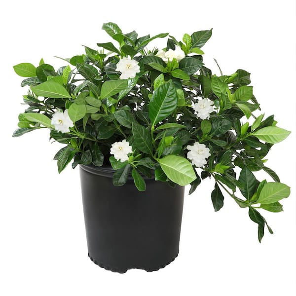 ALTMAN PLANTS 3G GARDENIA JASMINOIDES AUGUST BEAUTY (Cape Jasmine) Shrub with White Blossom single