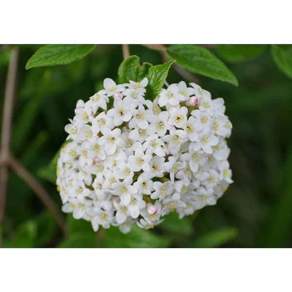 1 Gal. Burkwood Viburnum Evergreen Shrub