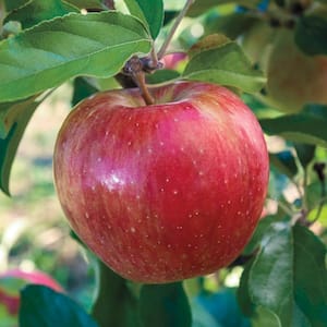 Sweet Sixteen Reachables Apple Malus Live Fruiting Bareroot Tree (1-Pack)